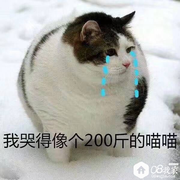 425267.jpg