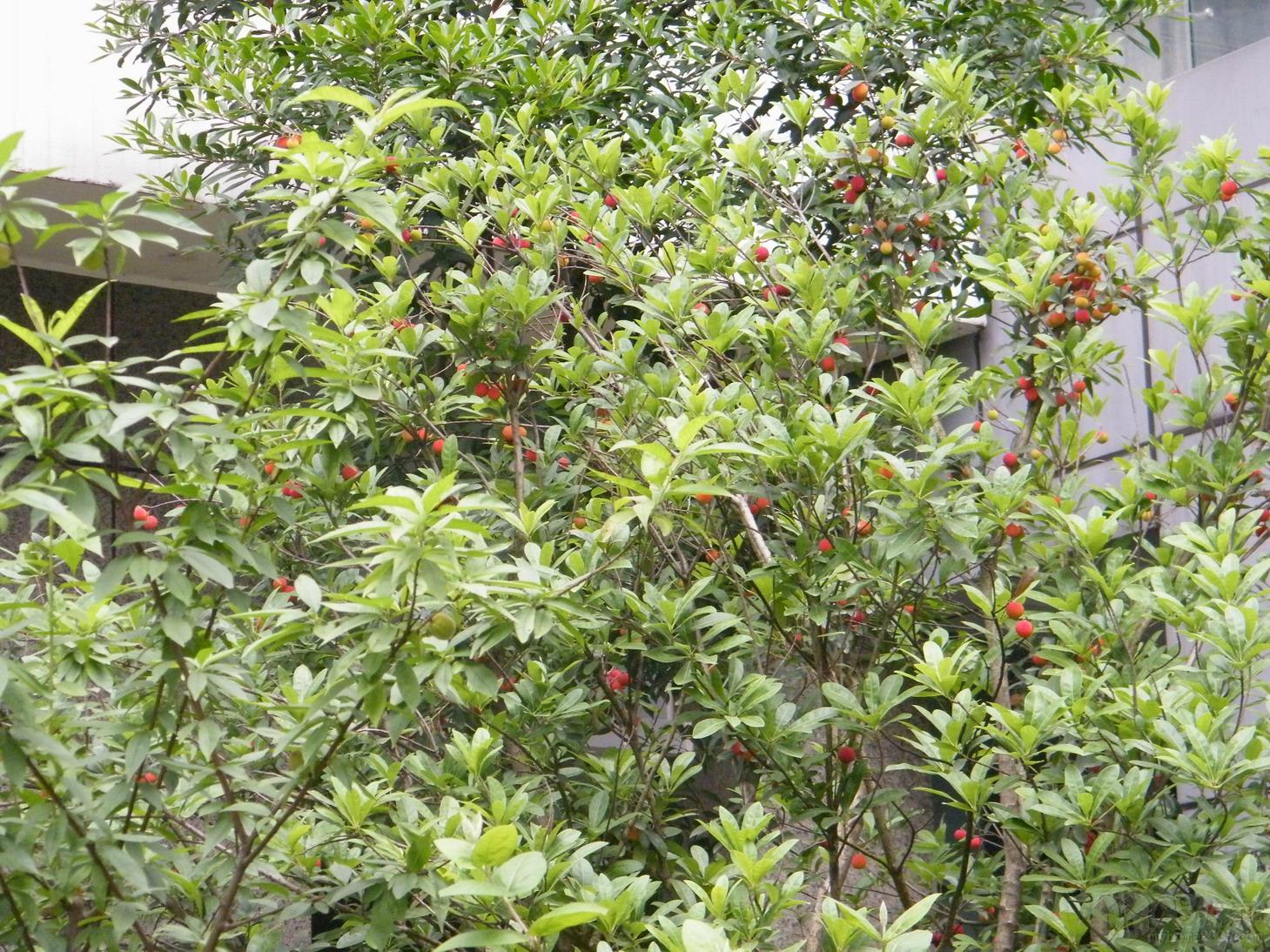 DSCF1559.jpg