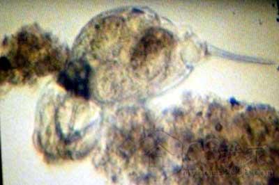 1080840142_BZay73[1].jpg