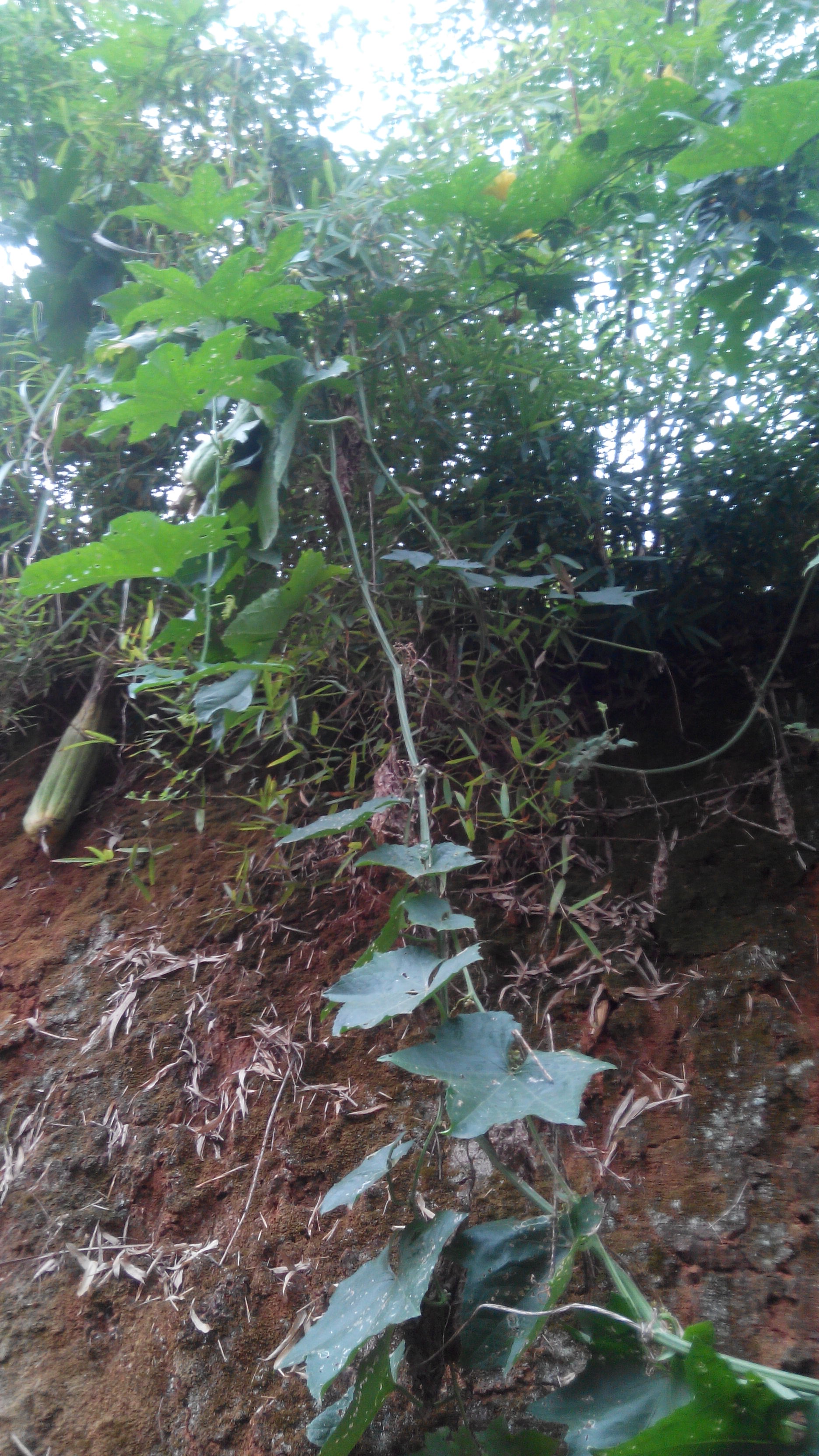 IMG_20130831_150340.jpg