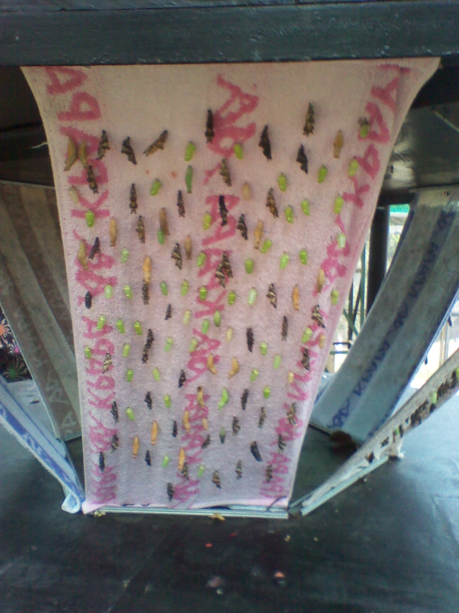 IMG_20121004_111950.jpg