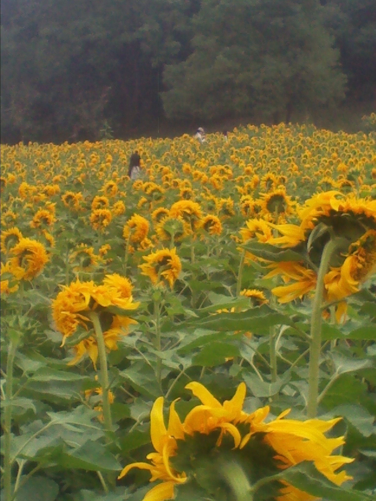 IMG_20121004_104143.jpg