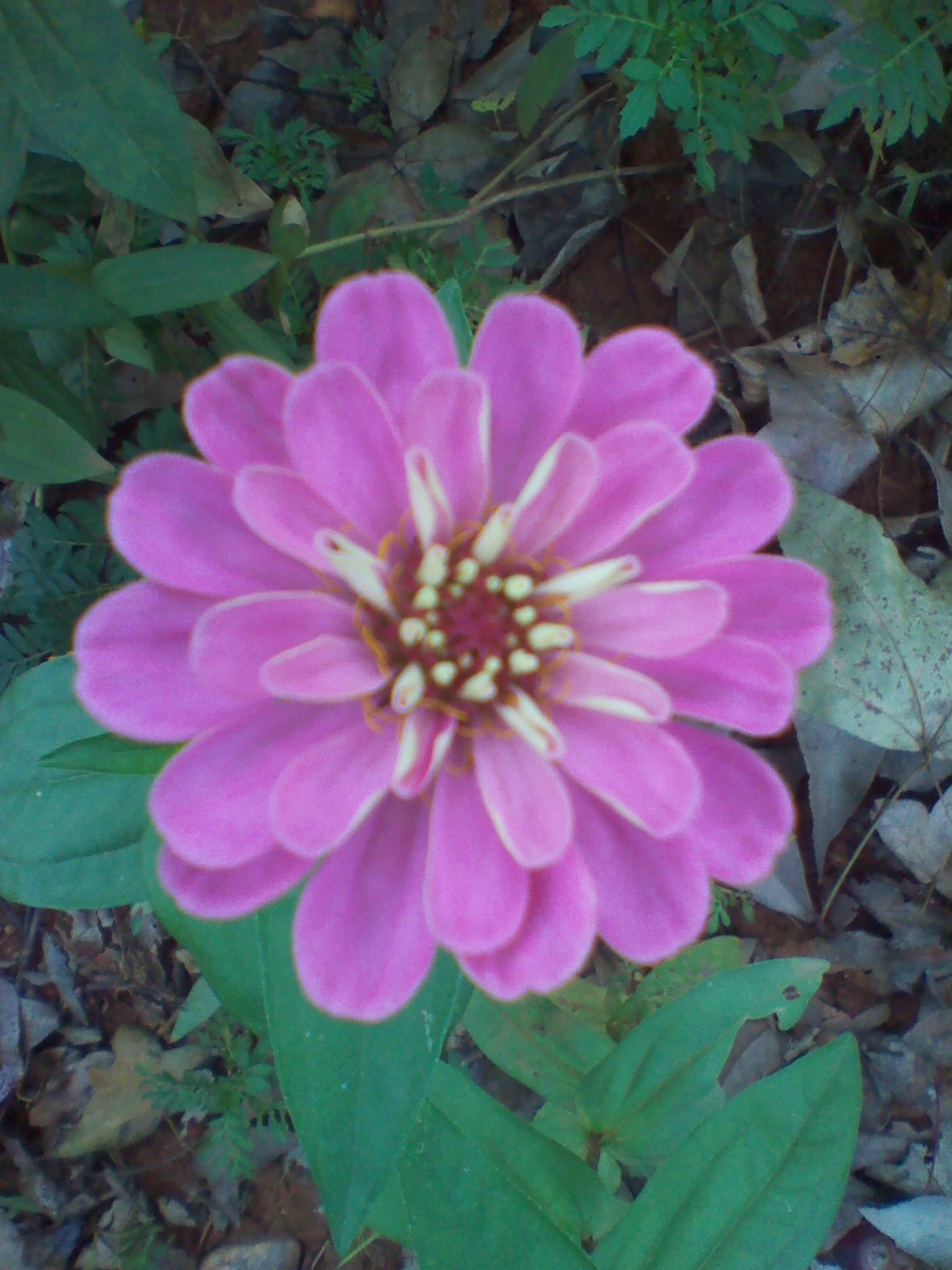 IMG_20121004_124643.jpg