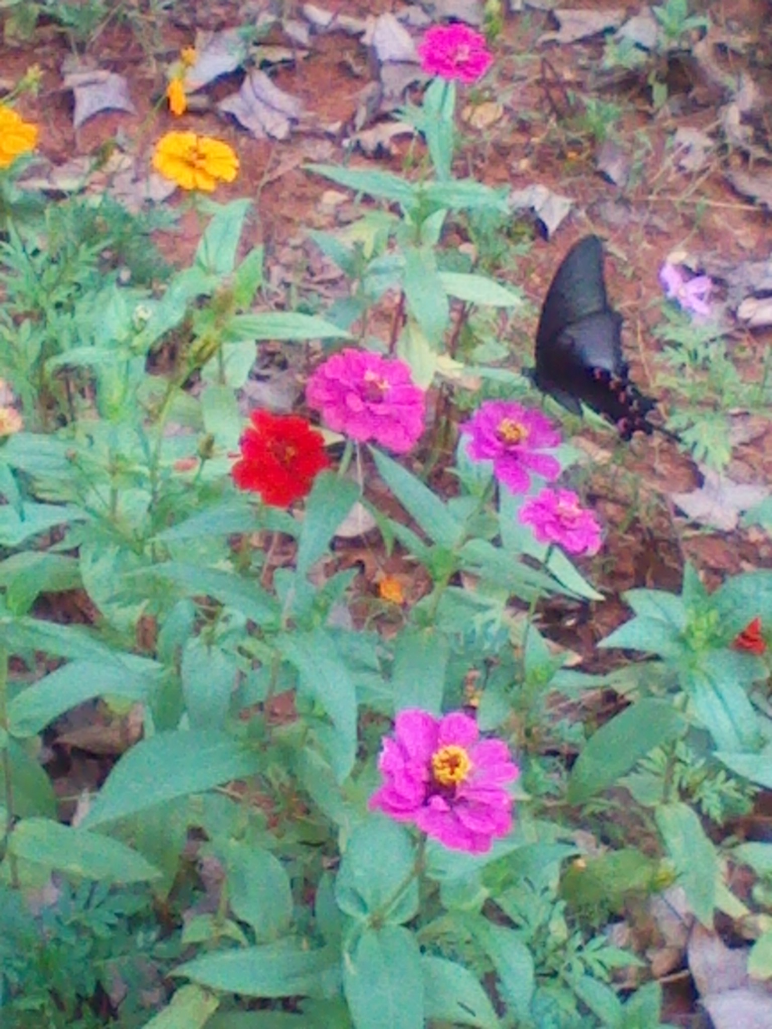IMG_20121004_124704.jpg