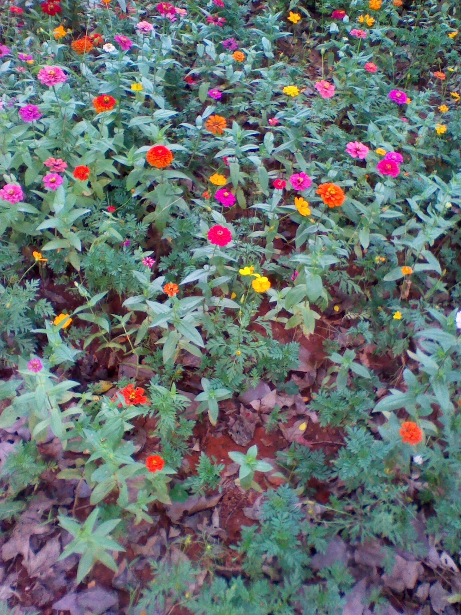 IMG_20121004_124613.jpg