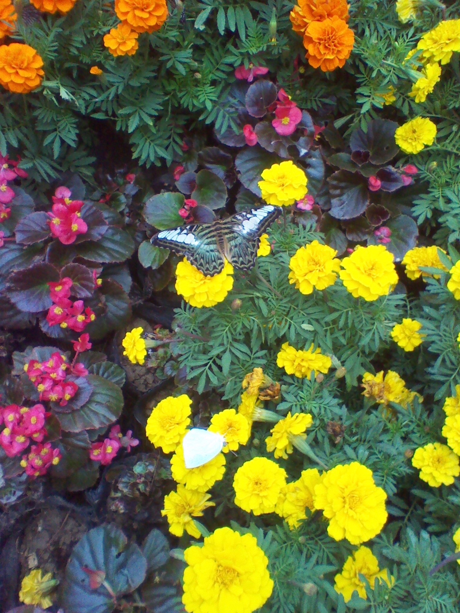 IMG_20121004_112115.jpg