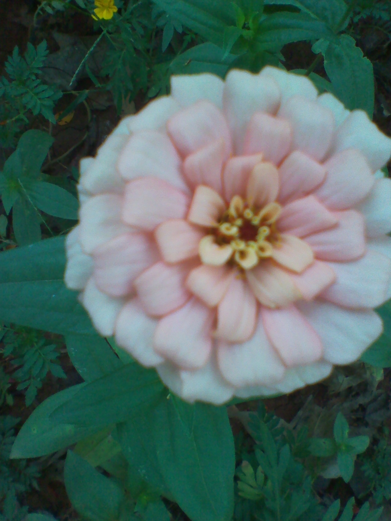 IMG_20121004_124626.jpg