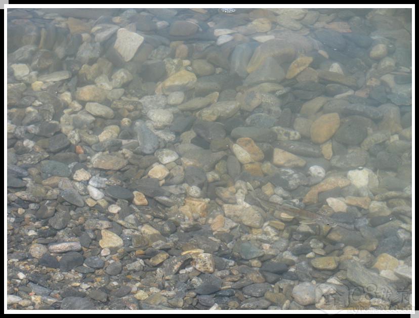 青海湖-湟鱼_副本.jpg 青海湖-湟鱼_副本.jpg