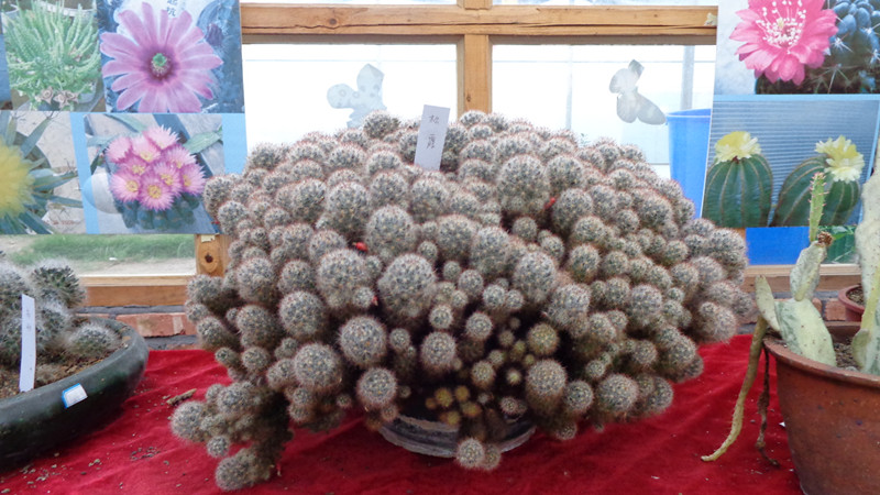 DSC00110_.jpg