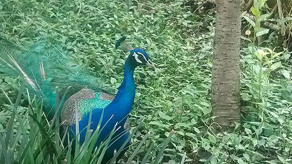 IMG_20130621_140342.jpg