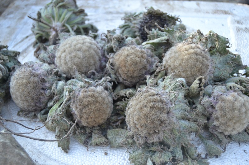 xuelian.jpg xuelian.jpg