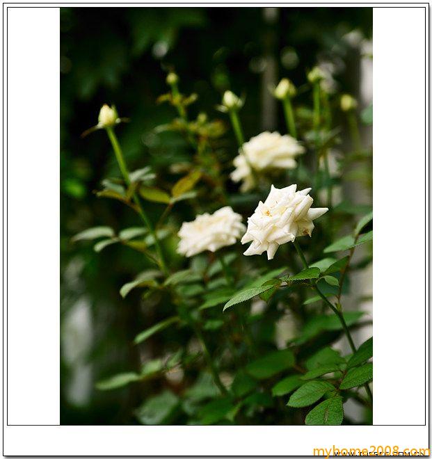 www.tofree.com.cn_3.jpg_20090704_2d30ad6ea0d97ac2d9eflXBEpRyTKIYv.jpg