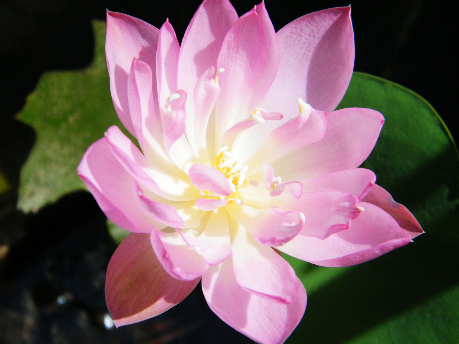 DSCF2463.JPG