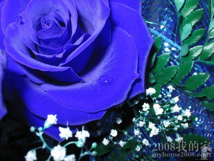 blue_rose_02.jpg
